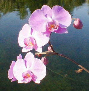 orchid-on-dock