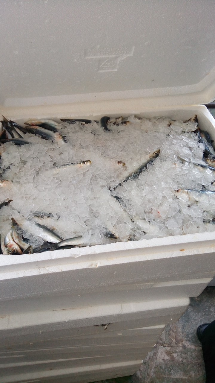 Τετρακόσια κιλά ψάρια θα μοιραστούν στο εκκλησάκι του Λυκαβηττού