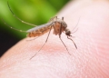 Κουνούπια: Γιατί είναι "επιλεκτικά" στο τσίμπημα τους;
