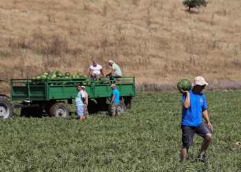 Ποιοι αγρότες μπορούν ! ΠΑΡΑΓΡΑΦΗ ΧΡΕΩΝ ΚΑΙ ΣΥΝΤΑΞΕΙΣ ΟΓΑ, ΙΚΑ, ΕΦΚΑ( efka.gov.gr)